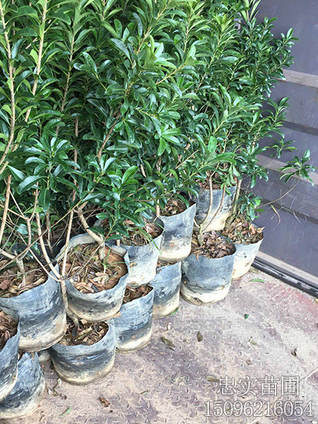 1一2年营养袋苗-(3)