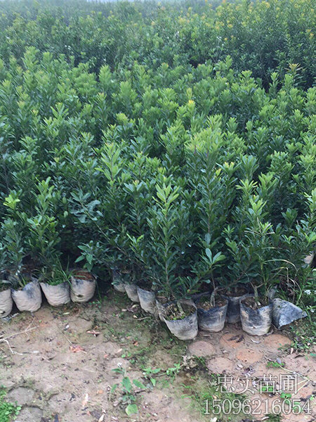 1一2年营养袋苗-(7)