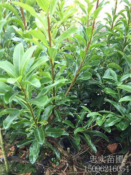 1一2年营养袋苗-(8)