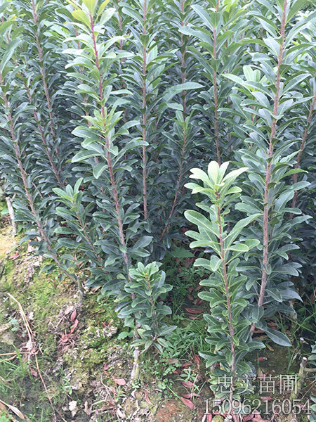荸荠杨梅苗-(1)