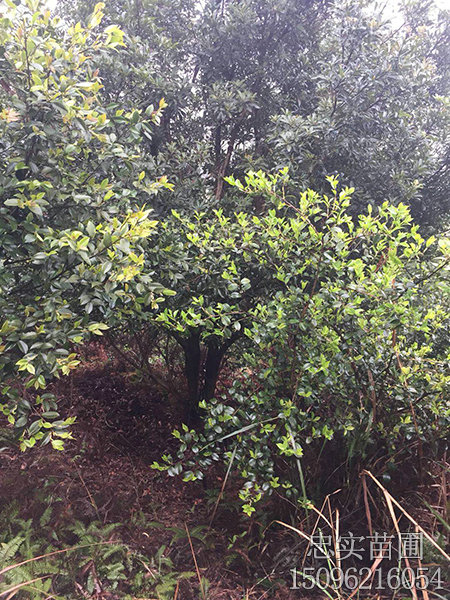 7一20公分杨梅树-(12)