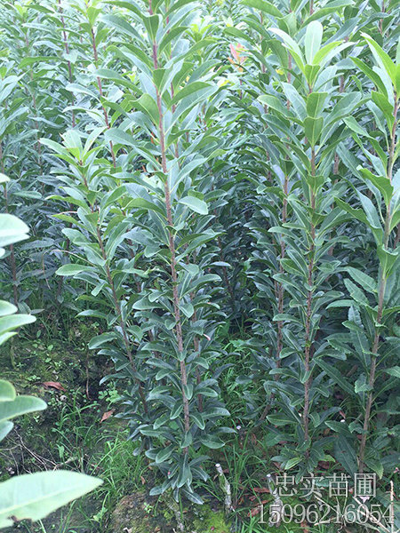 荸荠杨梅苗-(3)