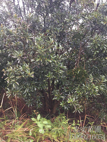 7一20公分杨梅树-(2)