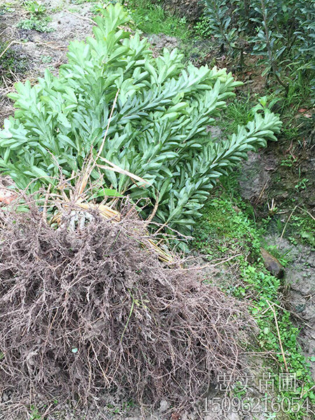 荸荠杨梅苗-(5)