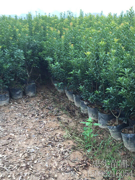 1一2年营养袋苗-(2)
