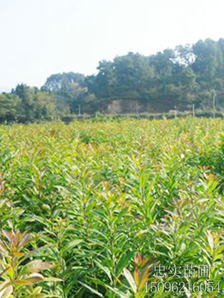 基地场景-03