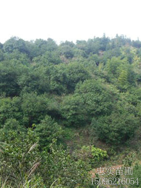基地场景-04