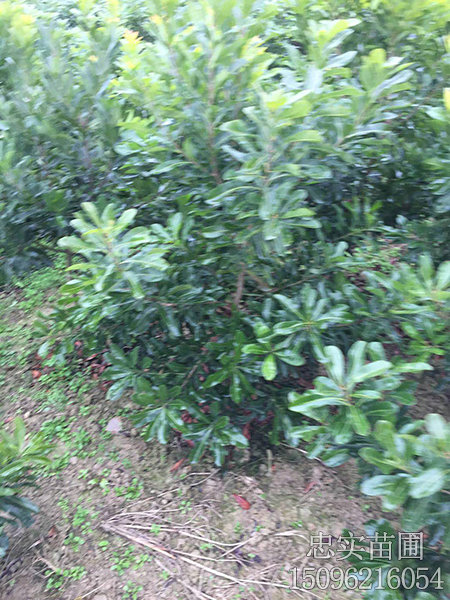 台梅幼苗2