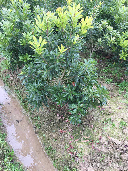 台梅苗2