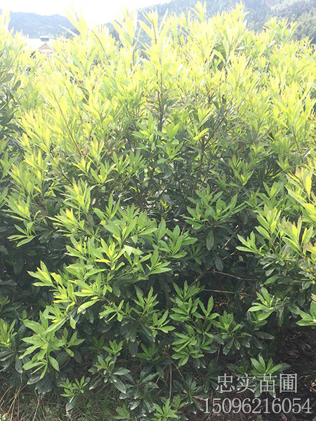 2年东魁苗-(5)