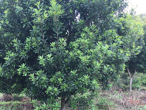 苗农怎样做才能促销自己的苗木呢？
