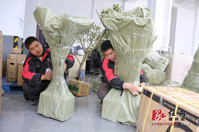 靖州杨梅树苗批发,杨梅果品采摘,靖州县忠实苗圃 靖州杨梅树苗批发,杨梅果品采摘,靖州县忠实苗圃