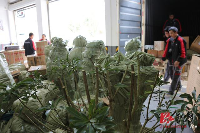靖州杨梅树苗批发,杨梅果品采摘,靖州县忠实苗圃 靖州杨梅树苗批发,杨梅果品采摘,靖州县忠实苗圃