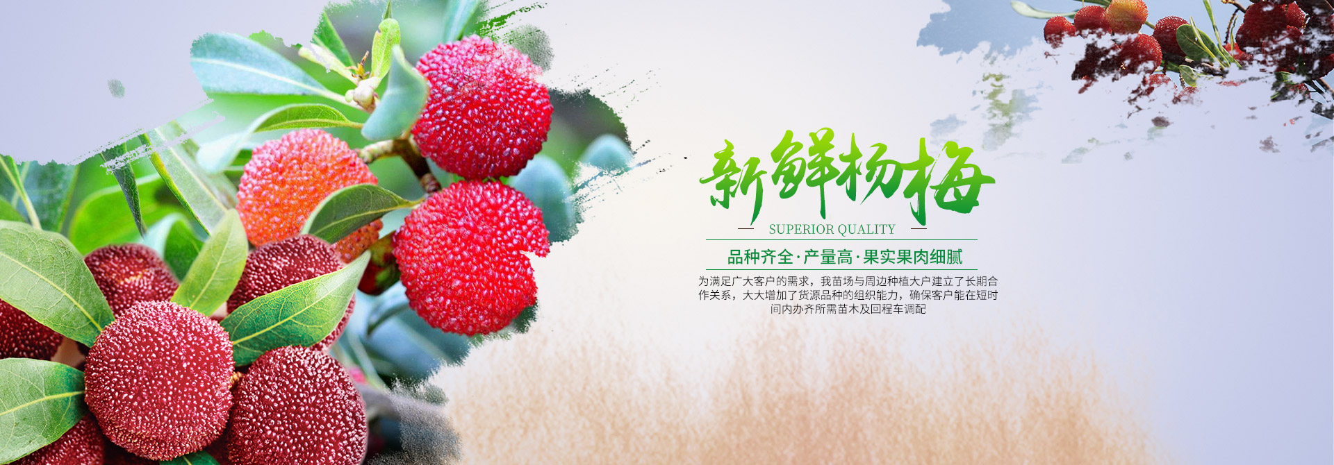 靖州杨梅树苗批发|杨梅果品采摘_靖州县忠实苗圃