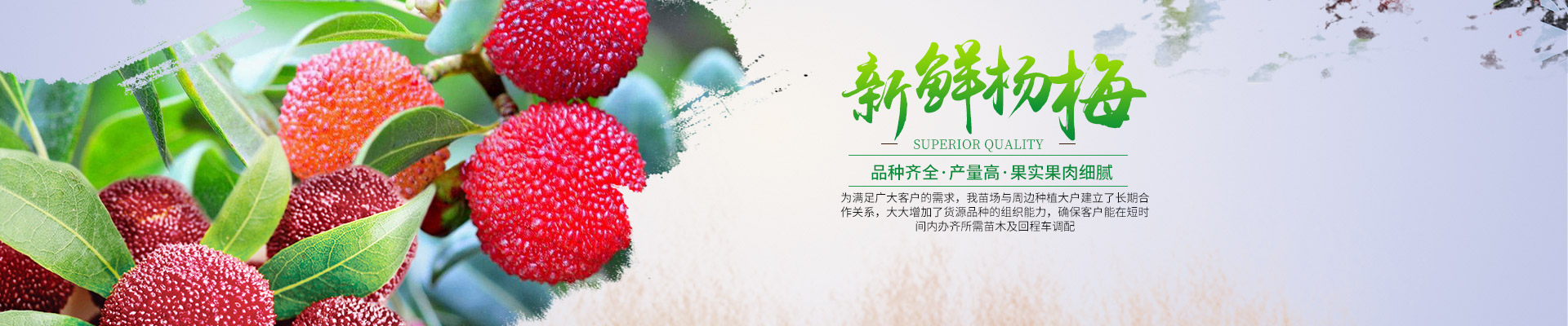 靖州杨梅树苗批发|杨梅果品采摘_靖州县忠实苗圃