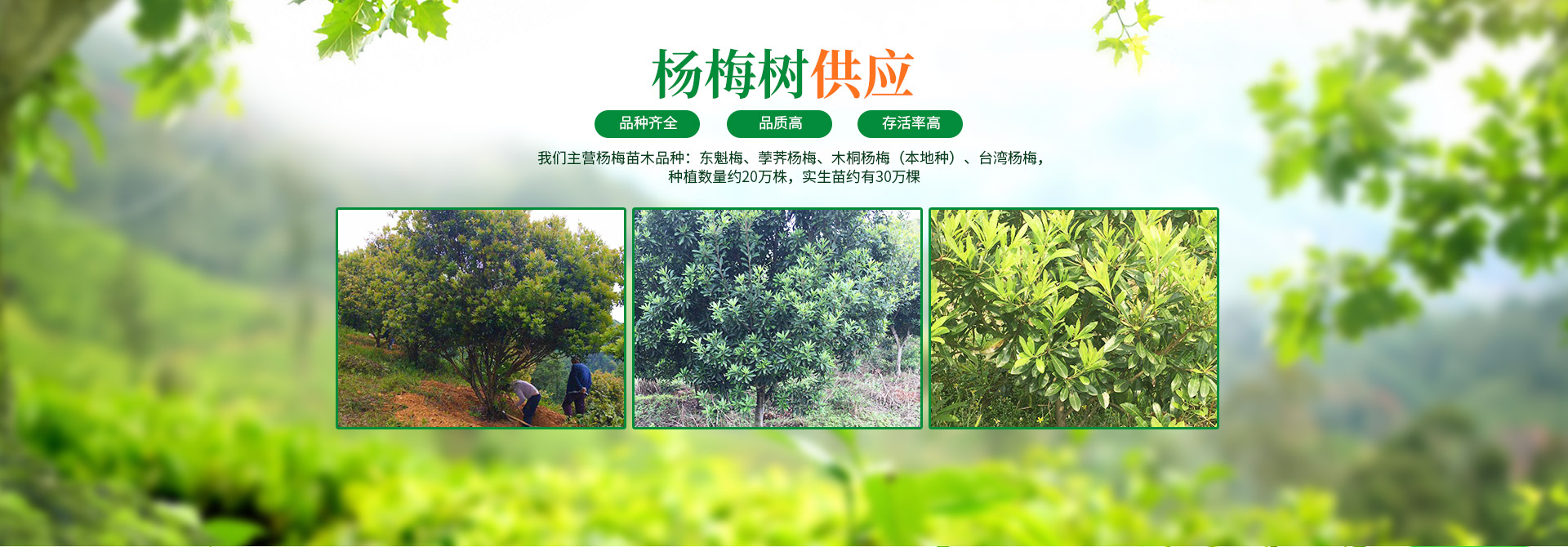 靖州杨梅树苗批发|杨梅果品采摘_靖州县忠实苗圃