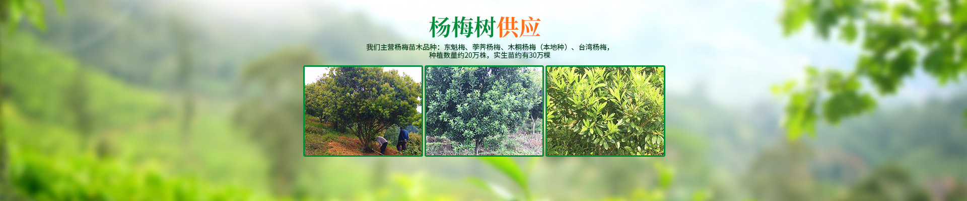 靖州杨梅树苗批发|杨梅果品采摘_靖州县忠实苗圃