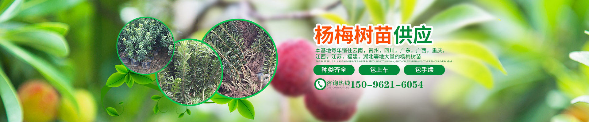 靖州杨梅树苗批发|杨梅果品采摘_靖州县忠实苗圃